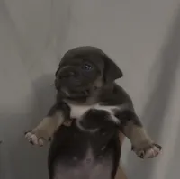Raja, a female American Bully for sale in Sullivan, IL – 3 of 3