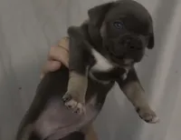 Raja, a female American Bully for sale in Sullivan, IL – 2 of 3