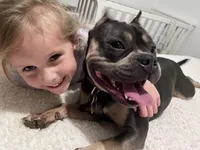 Rajah, a female American Bully for sale in Sullivan, IL – 6 of 6