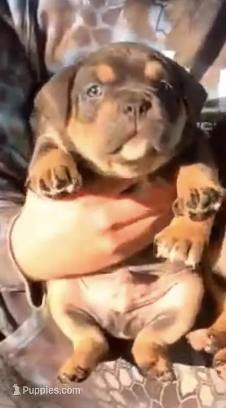 Beast boy – American Bully puppy for sale in Sullivan, IL