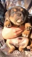 Beast boy, a male American Bully for sale in Sullivan, IL – 1 of 4