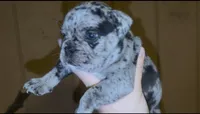 COBBLERS , a male English Bulldog and French Bulldog for sale in Sullivan, IL – 3 of 3