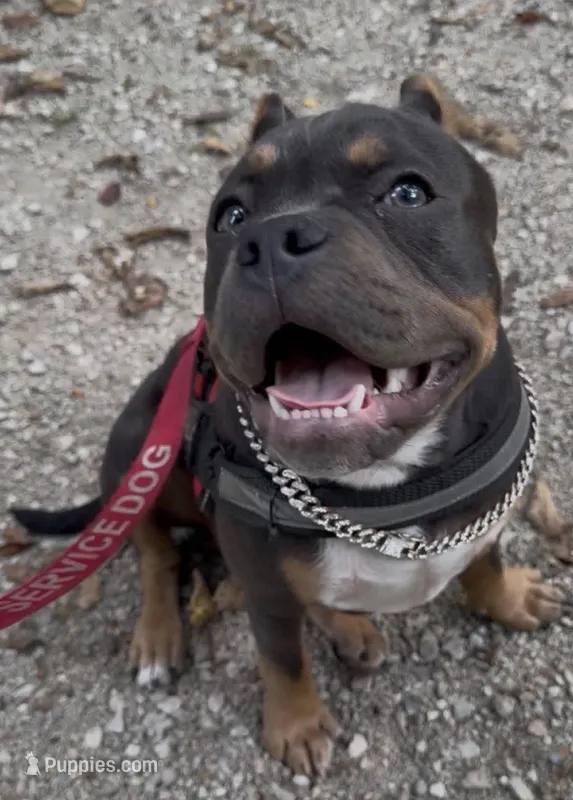 Rasta – American Bully puppy for sale in Sullivan, IL