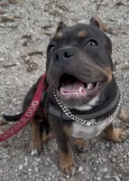 Rasta, a female American Bully for sale in Sullivan, IL – 2 of 4