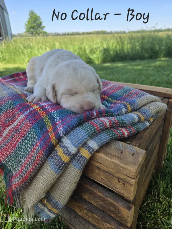 Duke – Labrador Retriever puppy for sale in Paxton, IL