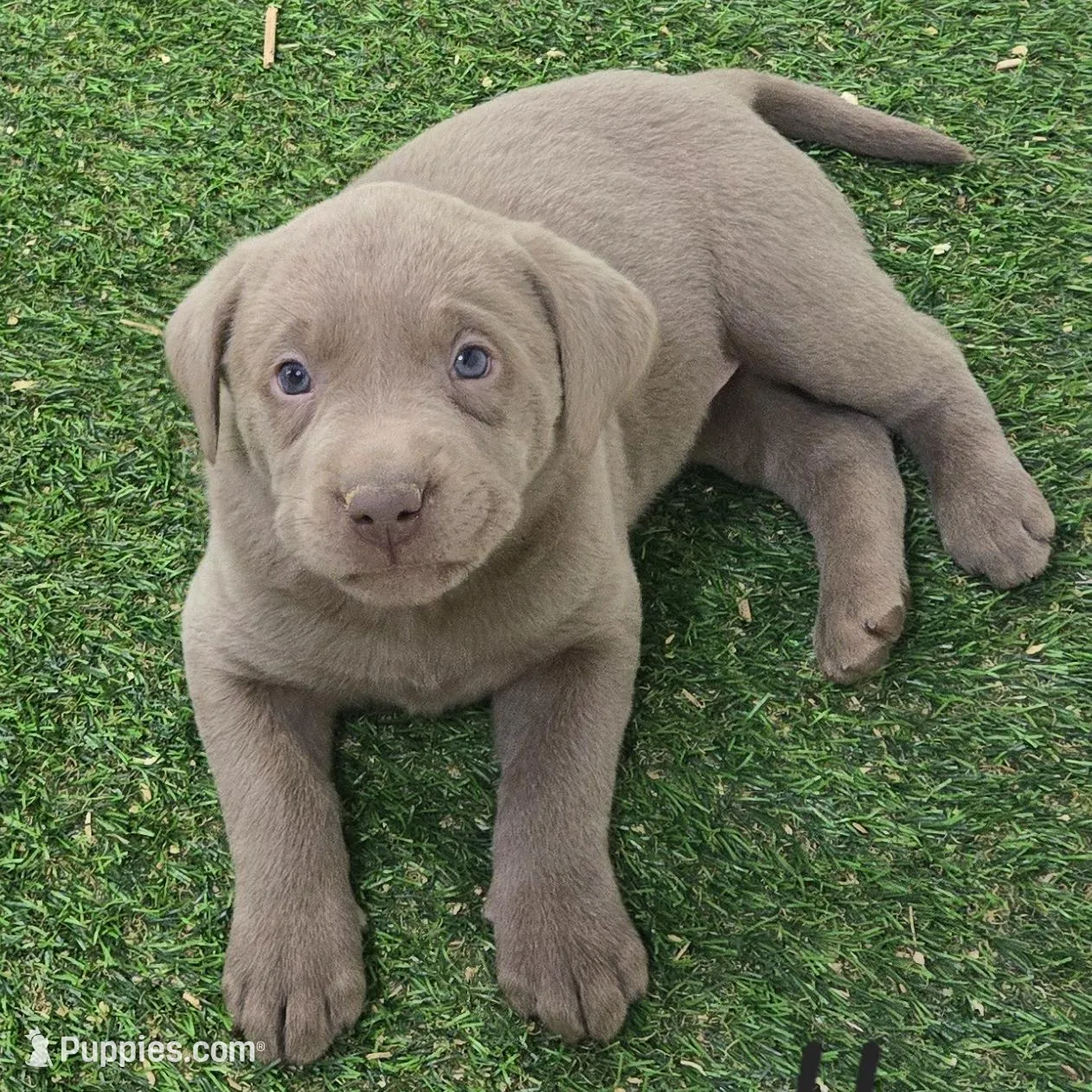 Baxter - dark green collar, a female Labrador Retriever for sale in Paxton, IL – Photo 1 of 1