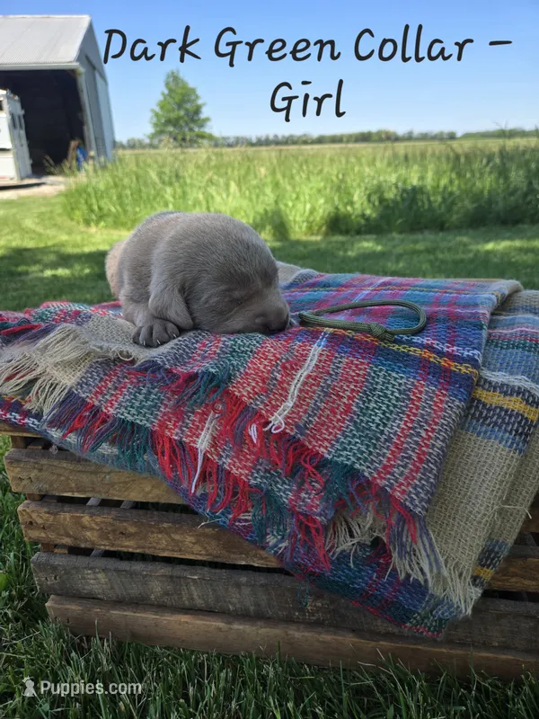 River – Labrador Retriever puppy for sale in Paxton, IL