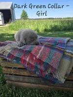 River, a female Labrador Retriever for sale in Paxton, IL – 1 of 1