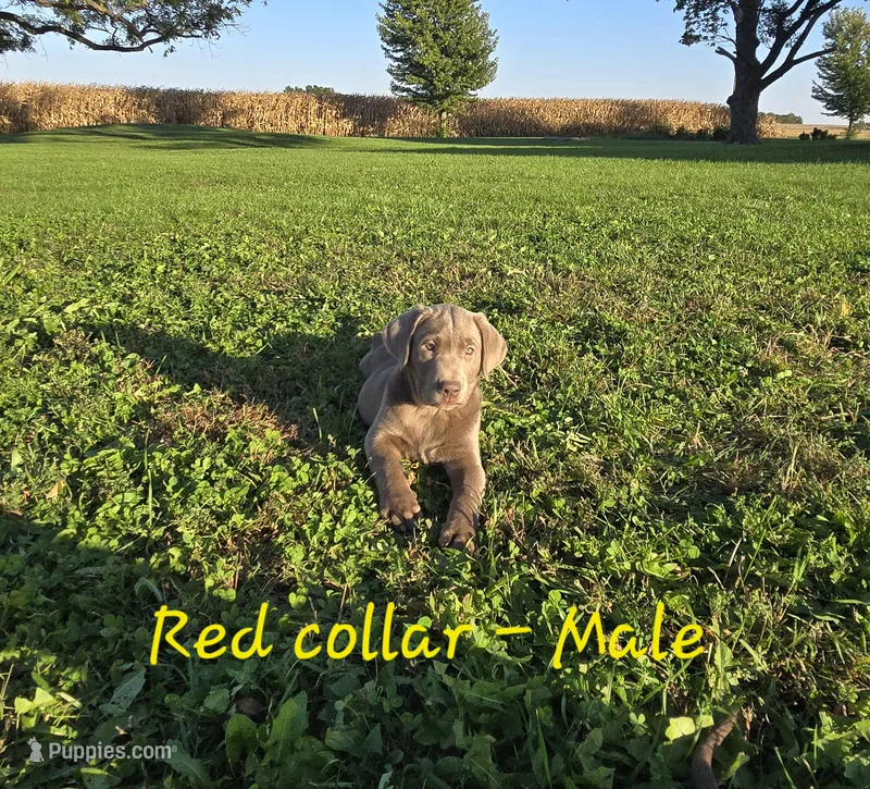 Murphy (red collar) – Labrador Retriever puppy for sale in Paxton, IL
