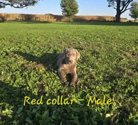 Murphy (red collar), a male Labrador Retriever for sale in Paxton, IL – 1 of 1
