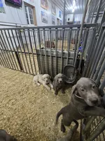 Bea, a female Labrador Retriever for sale in Paxton, IL – Photo 2 of 2