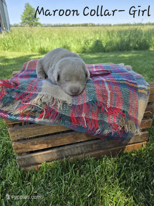 Bella  – Labrador Retriever puppy for sale in Paxton, IL