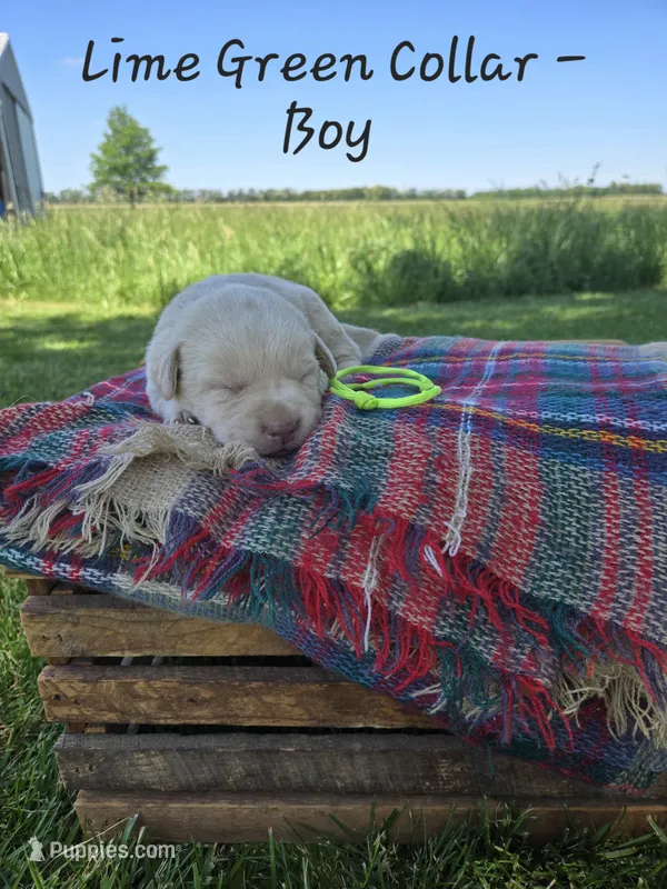 Dexter – Labrador Retriever puppy for sale in Paxton, IL