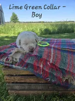 Dexter, a male Labrador Retriever for sale in Paxton, IL – 1 of 1