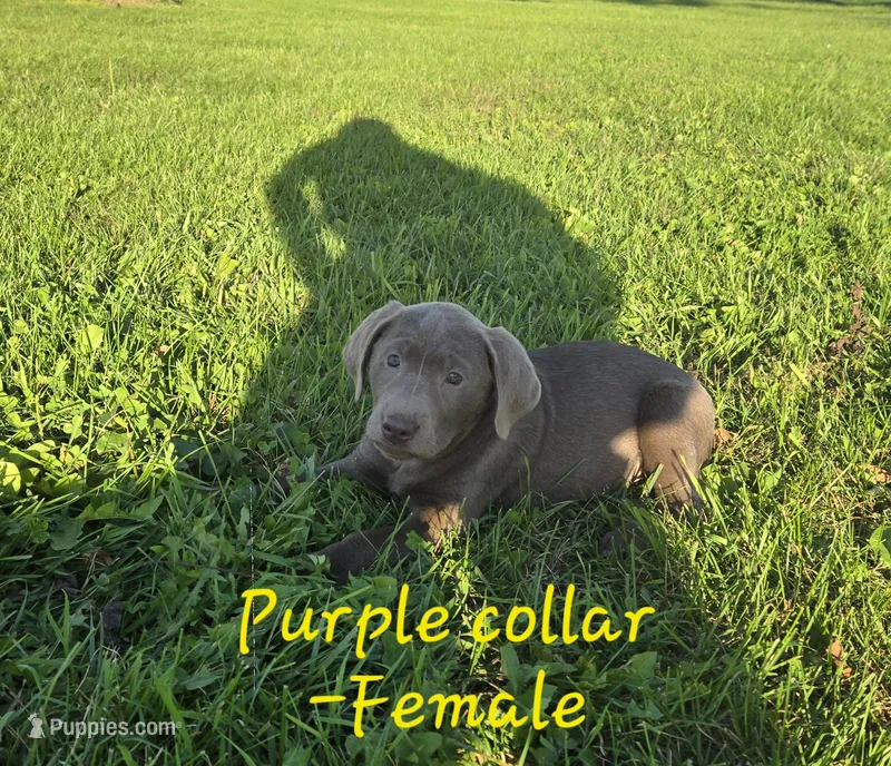 Molly (Purple collar) – Labrador Retriever puppy for sale in Paxton, IL