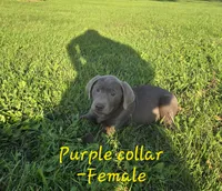 Molly (Purple collar), a female Labrador Retriever for sale in Paxton, IL – 1 of 1