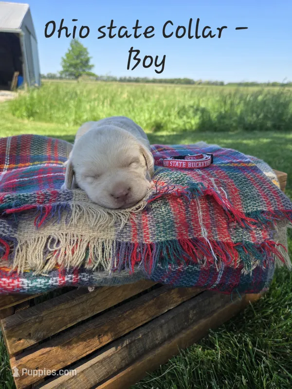 Buckeye  – Labrador Retriever puppy for sale in Paxton, IL