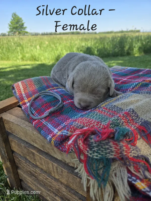 Daisy – Labrador Retriever puppy for sale in Paxton, IL