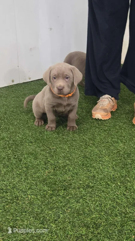 Bella -orange collar 