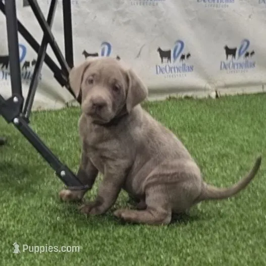 Brutus - Black Collar