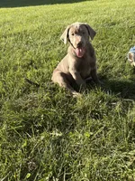 Milo, a male Labrador Retriever for sale in Paxton, IL – 1 of 1