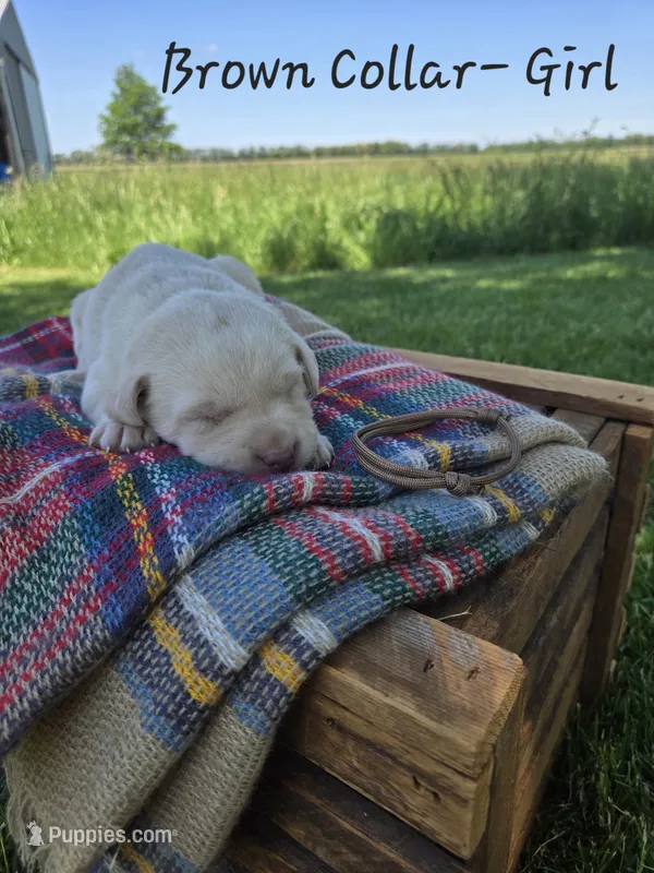 Sadie, a female Labrador Retriever for sale in Paxton, IL – 1 of 1