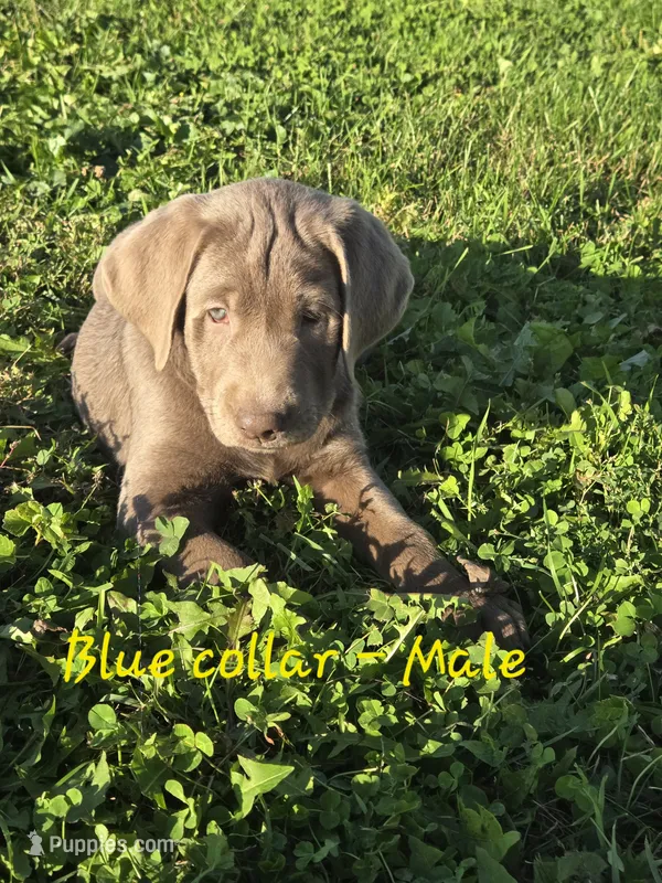 Moose – Labrador Retriever puppy for sale in Paxton, IL