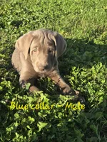 Moose, a male Labrador Retriever for sale in Paxton, IL – 1 of 1