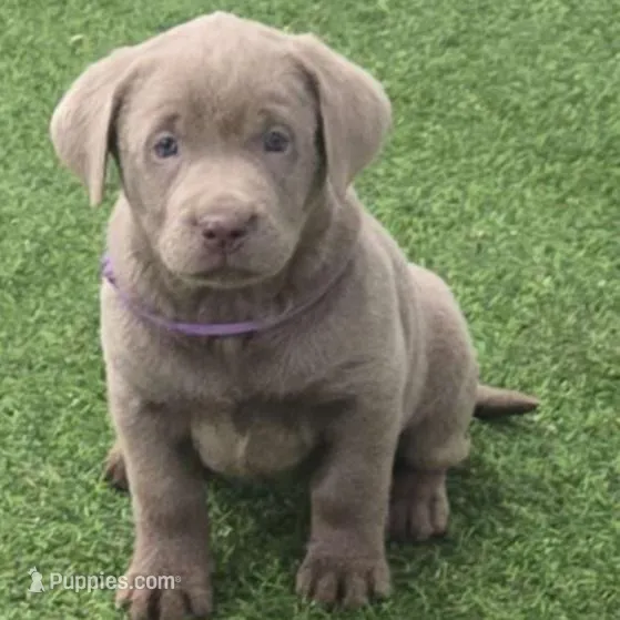 Bailey -Purple collar 