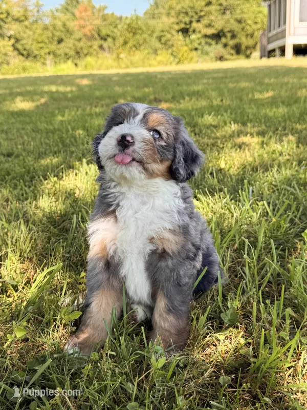 Mopsy – Bernedoodle puppy for sale in Monterey, TN