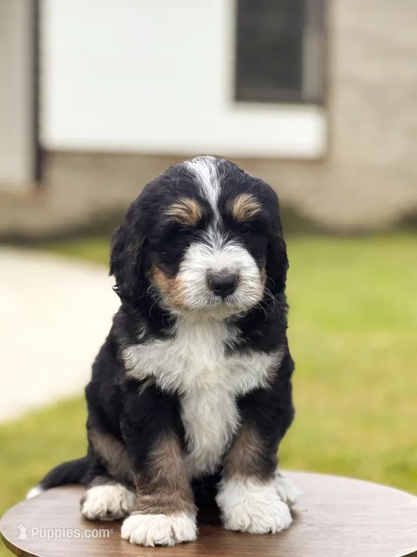 Milo – Bernedoodle puppy for sale in Monterey, TN
