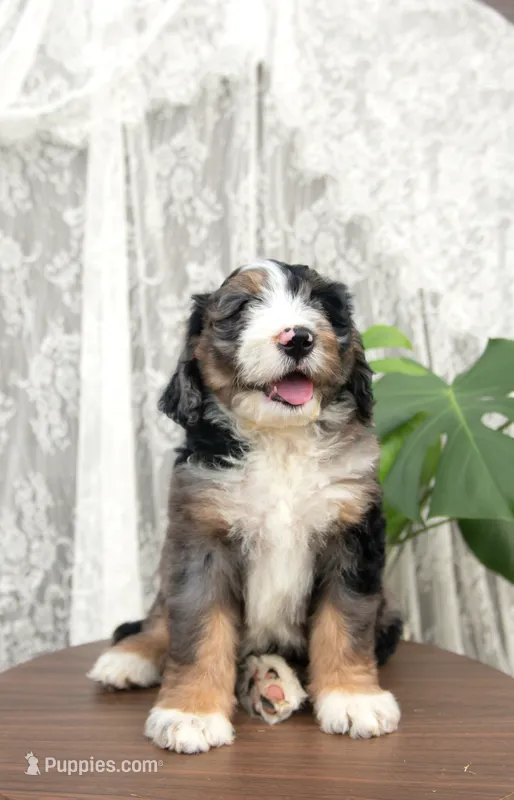 Wendy – Bernedoodle puppy for sale in Monterey, TN