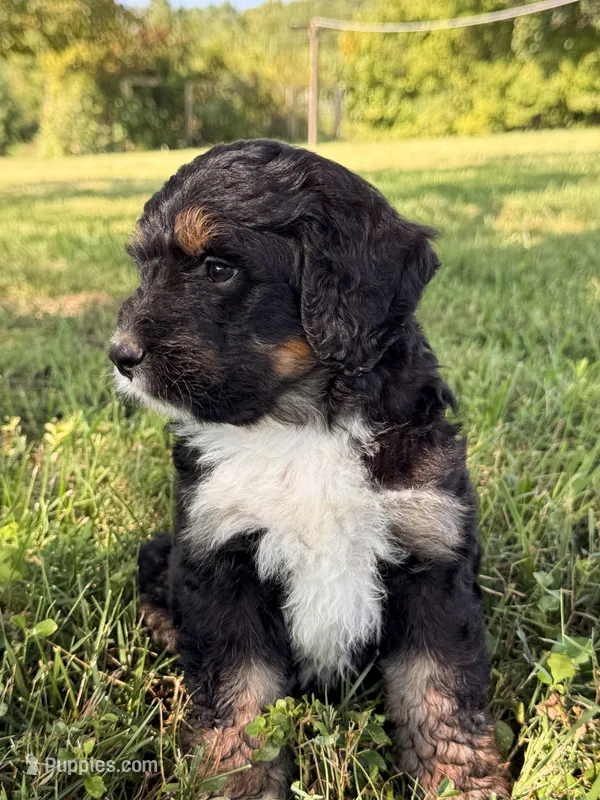 Bear – Bernedoodle puppy for sale in Monterey, TN
