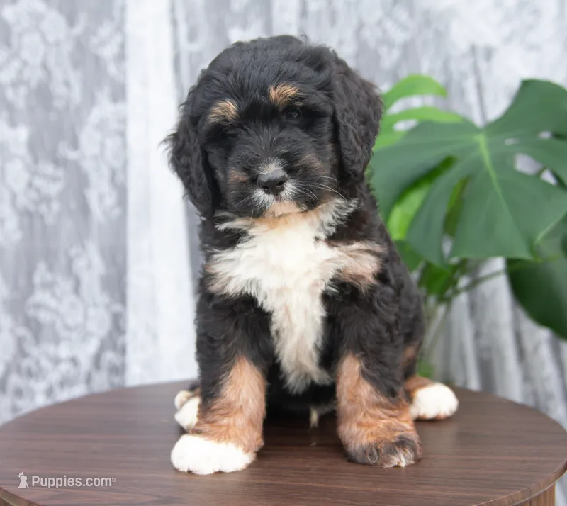 Bear – Bernedoodle puppy for sale in Monterey, TN