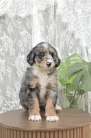 Alice, a female Bernedoodle for sale in Monterey, TN – 4 of 4