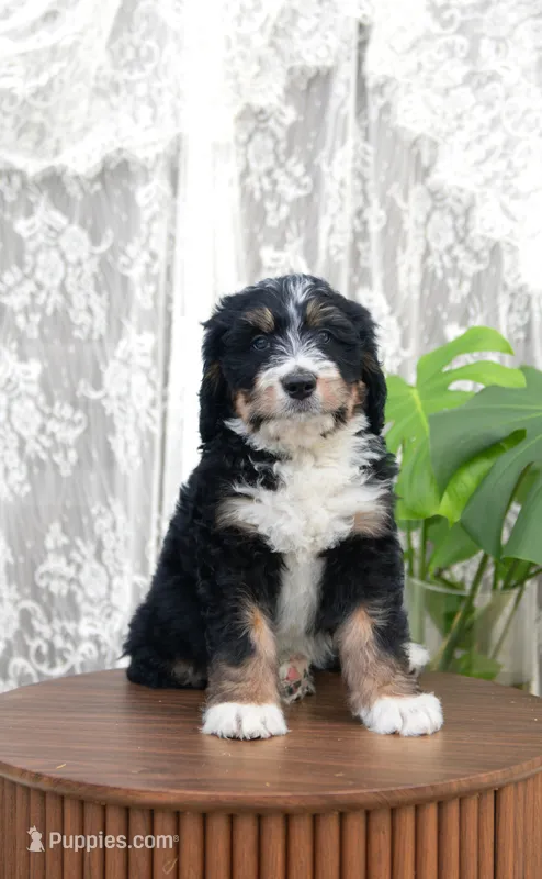 Paddington – Bernedoodle puppy for sale in Monterey, TN