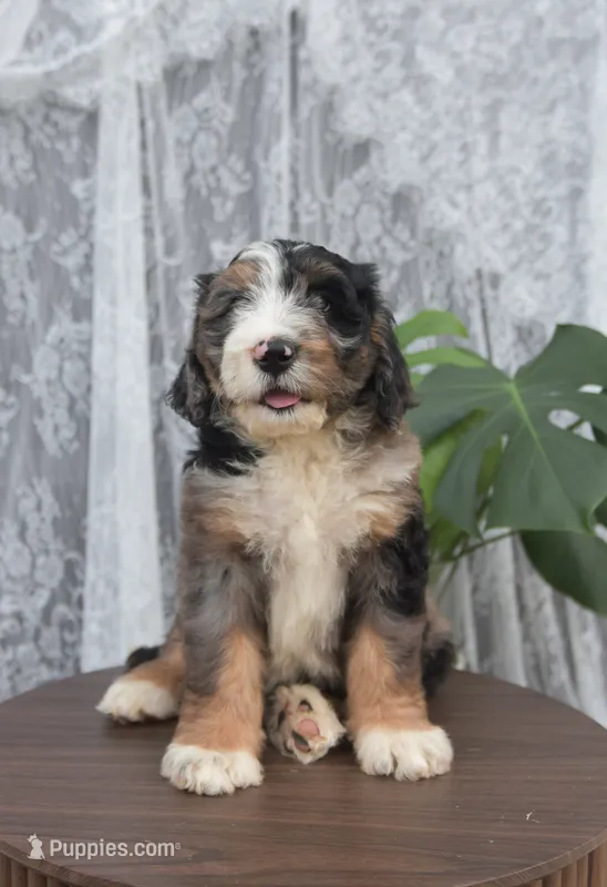 Wendy – Bernedoodle puppy for sale in Monterey, TN