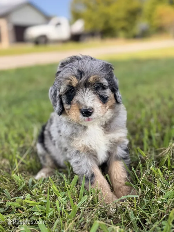 Winston – Bernedoodle puppy for sale in Monterey, TN