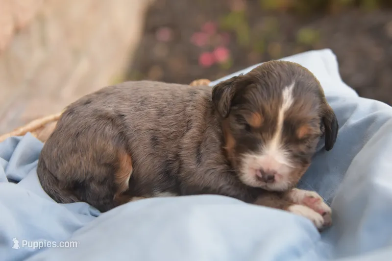 Alfie – Bernedoodle puppy for sale in Monterey, TN