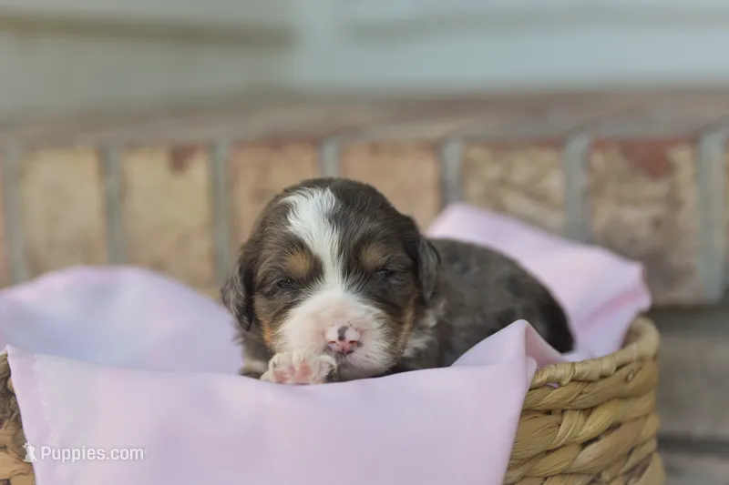 Charlotte – Bernedoodle puppy for sale in Monterey, TN