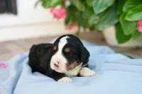 Frederick, a male Bernedoodle for sale in Monterey, TN – 1 of 1