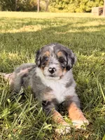 Alice, a female Bernedoodle for sale in Monterey, TN – 2 of 4