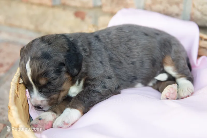 Mopsy – Bernedoodle puppy for sale in Monterey, TN