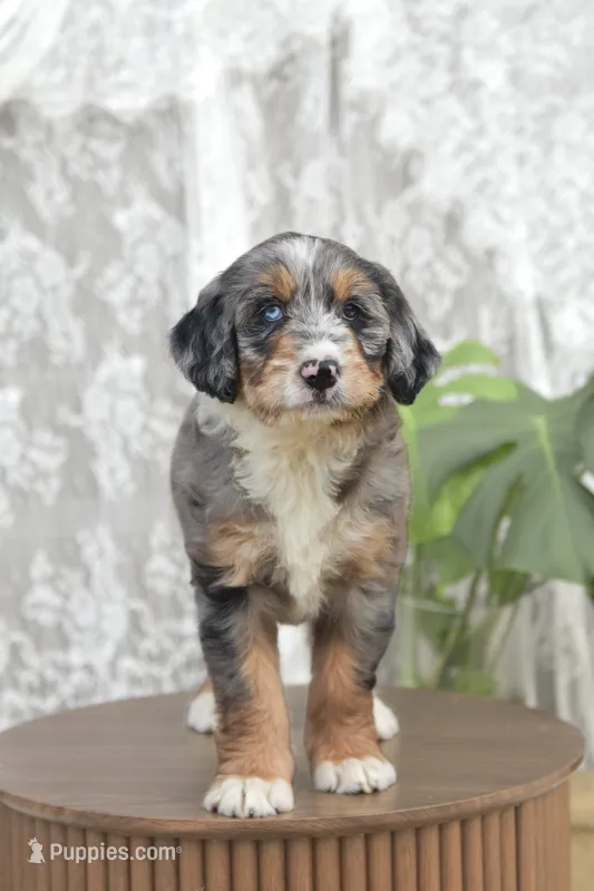Alice – Bernedoodle puppy for sale in Monterey, TN