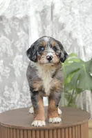 Alice, a female Bernedoodle for sale in Monterey, TN – 1 of 4