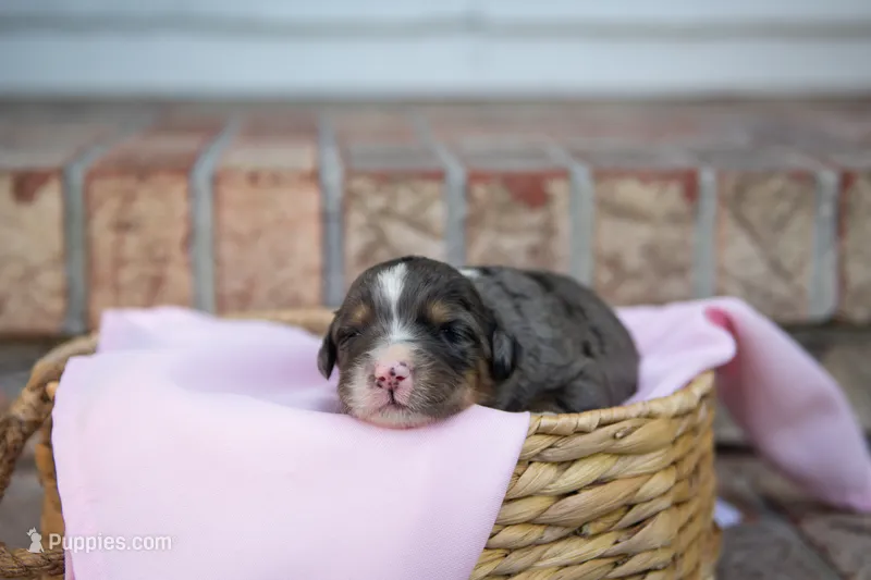 Alice – Bernedoodle puppy for sale in Monterey, TN