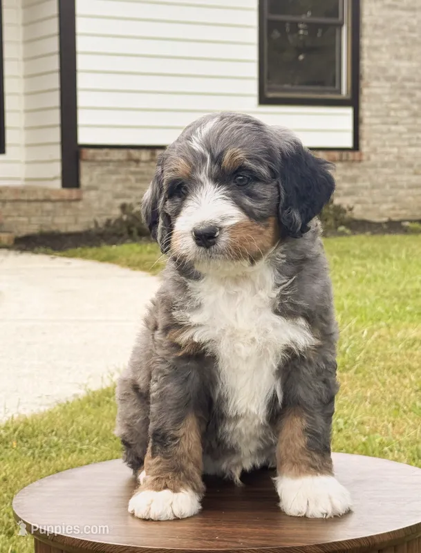 Alfie – Bernedoodle puppy for sale in Monterey, TN