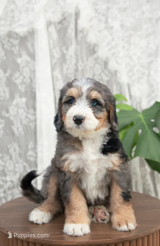 Charlotte – Bernedoodle puppy for sale in Monterey, TN