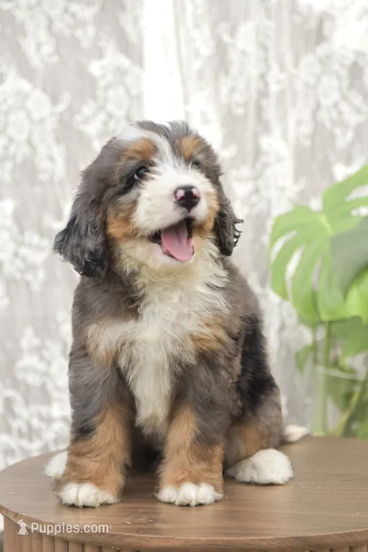 Mopsy – Bernedoodle puppy for sale in Monterey, TN