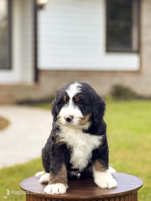 Frederick – Bernedoodle puppy for sale in Monterey, TN